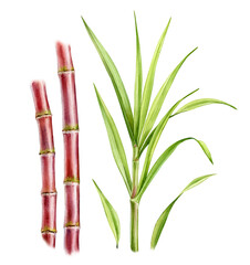 Watercolor sugar cane plants. Set of two stems and separate big branch with leaves. Collection with design elements. Realistic botanical illustration for packaging. Hand drawn objects - 726378616
