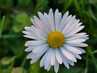 Fototapeta premium Chamomile in a grassy area with water in the background