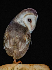 Barn Owl in Queensland Australia
