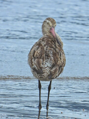 Bar-tailed Godwit in Queensland Australia