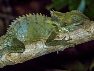 Boyd's Forest Dragon in Queensland Australia