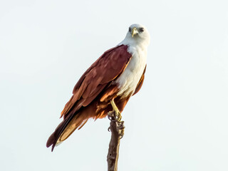 Brahminy Kite in Queensland Australia