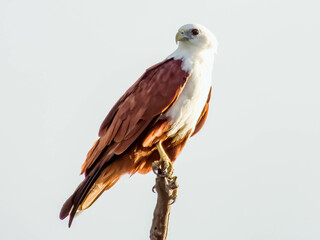 Brahminy Kite in Queensland Australia