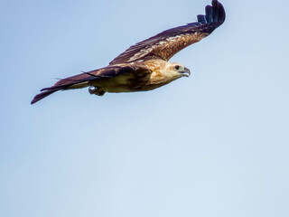 Brahminy Kite in Queensland Australia