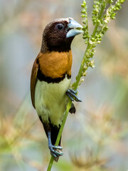 Fototapeta premium Chestnut-breasted Muni in Queensland Australia