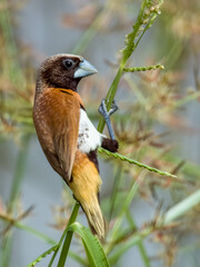 Chestnut-breasted Muni in Queensland Australia
