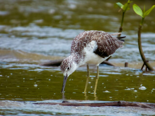 Common Greenshank in Queensland Australia