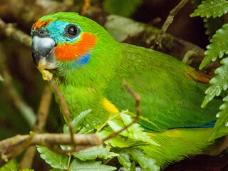 Double-eyed Fig Parrot in Queensland Australia