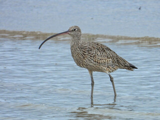 Eastern Curlew in Queensland Australia