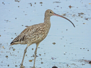 Eastern Curlew in Queensland Australia