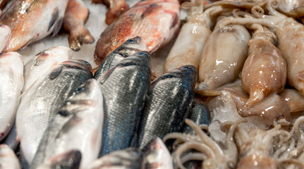 fresh fish at the fish market