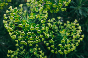 Beautiful light green flowers of Eurhorbia in a spring garden.