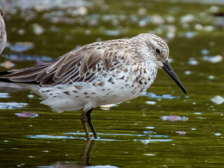 Great Knot in Queensland Australia