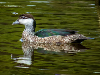 Green Pygmy Goose in Queensland Australia