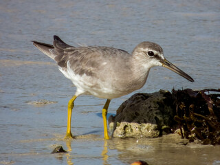 Grey-tailed Tattler in Queensland Australia