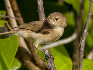 Large-billed Gerygone in Queensland Australia