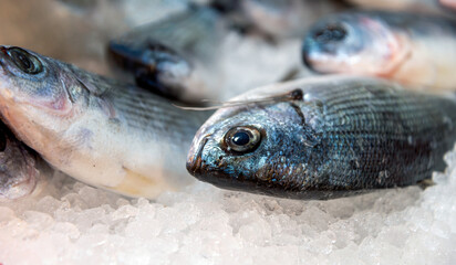 fresh fish at the fish market
