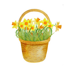 illustration of hand drawn daffodils in watercolor, spring flowers. Picture of yellow primroses. Mother's Day card