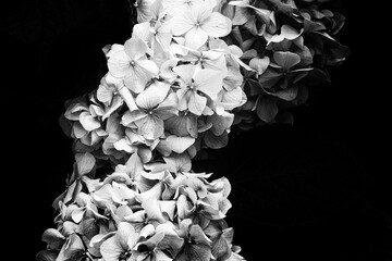 viburnum flower on a black background Black and white image decorative viburnum buldenezh (Viburnum...