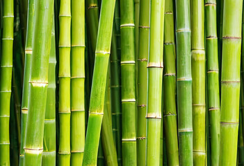 beautiful bamboo background