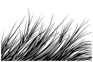Black grass sketch in vintage style on white background. Hand drawn vector illustration.