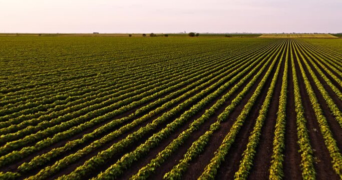 Sunset drone shot of industrial soybean farm