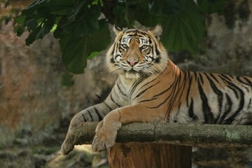 a Sumatran tiger relaxing on the floor
