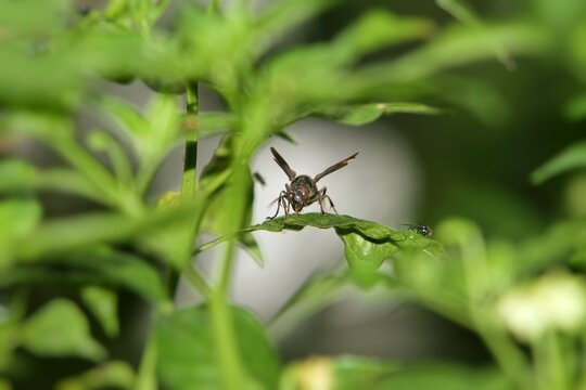 a wasp perched on the leaves