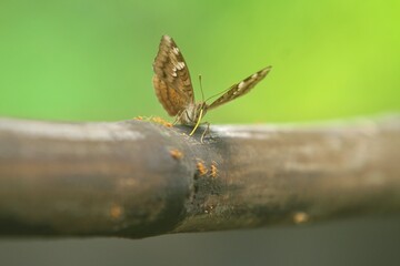 a common butterfly perched on bamboo © Pitokung