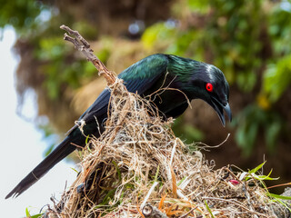 Metallic Starling in Queensland Australia