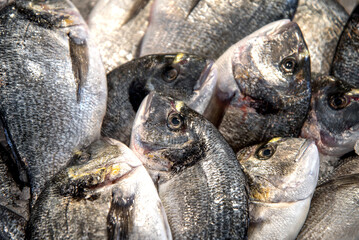 Pattern of many dorado fish