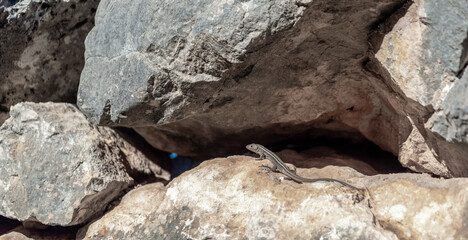 one lizard basking on a stone