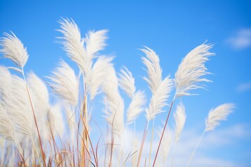 Obraz premium japanese silver grass with white plumes against blue sky