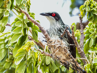 Metallic Starling in Queensland Australia