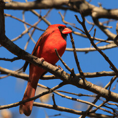 red cardinal on a branch