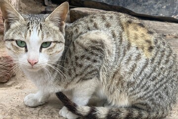 close up of a beautiful cat