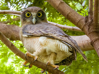 Rufous Owl in Queensland Australia