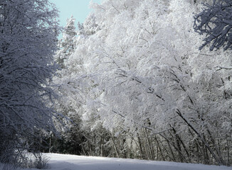 the trees and snow have frosted branches near them in the winter