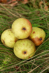 ripe pears on green grass