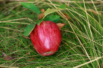 one ripe red apple