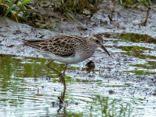 Sharp-tailed Sandpiper in Queensland Australia