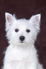 Fototapeta na wymiar west highland white terrier