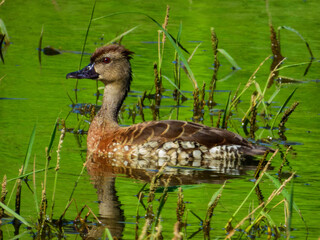 Spotted Whistling-Duck in Queensland Australia