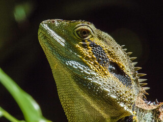 Water Dragon in Queensland Australia