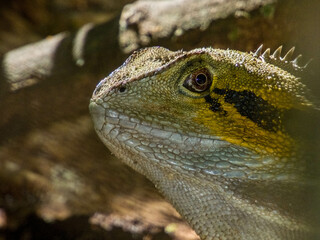 Water Dragon in Queensland Australia