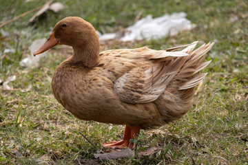 A brown duck is standing on a grass field. 