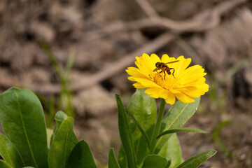 A honey bee sitting on yellow flowers in the garden. Natural honey extraction. It's also known as pot marigold, common marigold, ruddles, Marys gold, or Scotch marigold. 