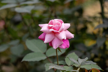 Beautiful Pink Rose flower blooming in the garden. 
