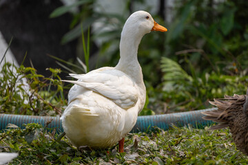 A white duck is standing on a green grass field near a pond or lake.