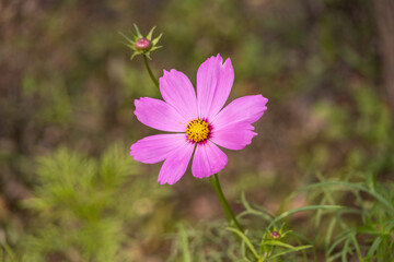 Fototapeta premium Pink garden cosmos flower in the garden of nature. Blooming Cosmos flowers and buds with blurred background. Pretty pink eight-petal flower with a bright yellow center. 